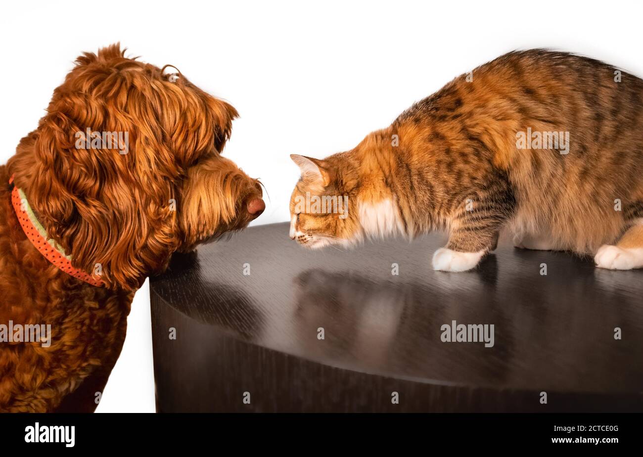 Gatto e cane. Incontro faccia a faccia tra un cane amico (Labradoodle) e un gatto senza paura. Concetto di amicizia improbabile o di introduzione gatto ai cani. Foto Stock