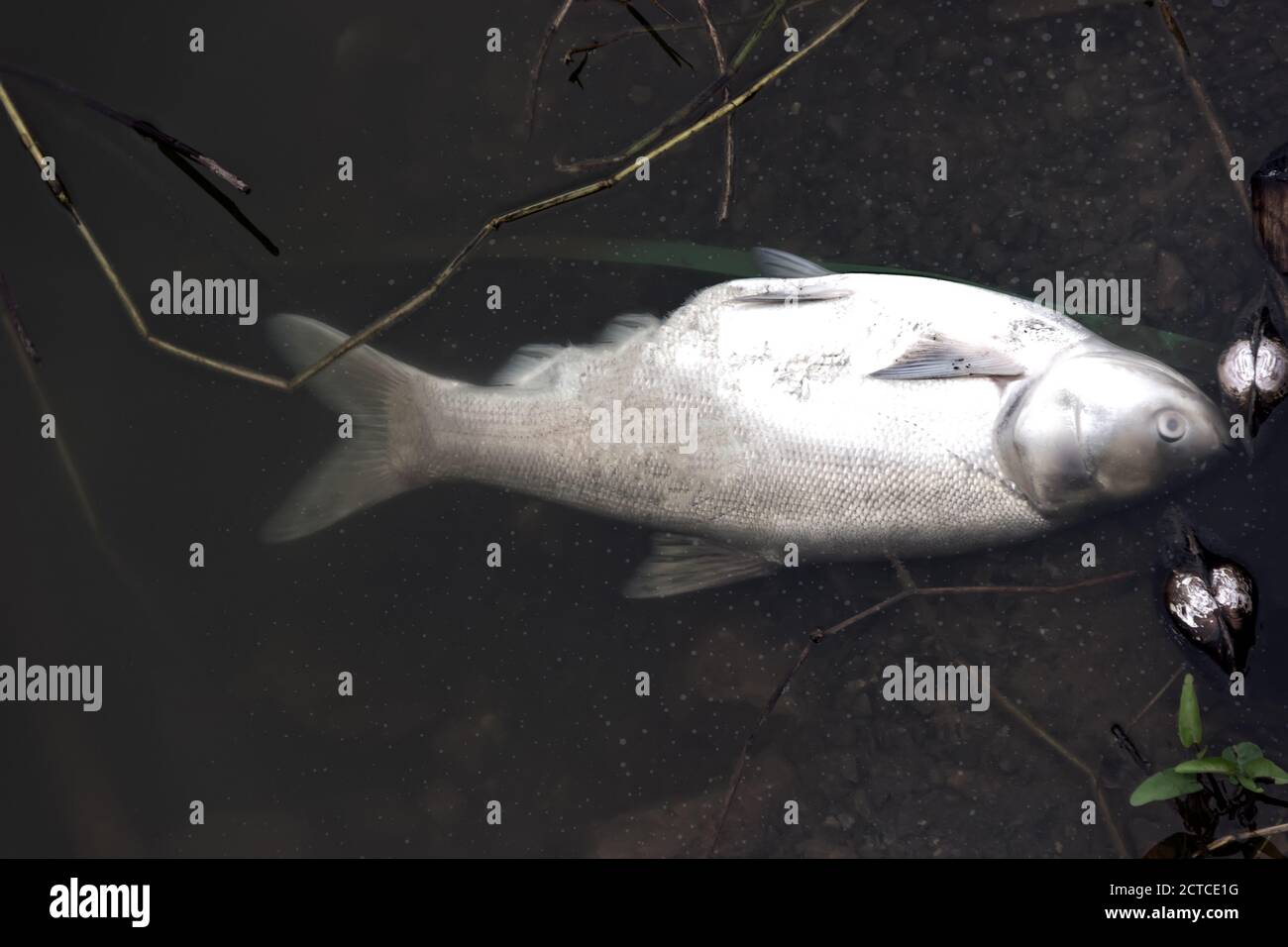 Carpa di Argento morto (Hypophthalmichthys molitrix) in stagno circondato da cozze (Anodonta). Allevamento ittico e morte per mancanza di ossigeno e inquinamento idrico Foto Stock