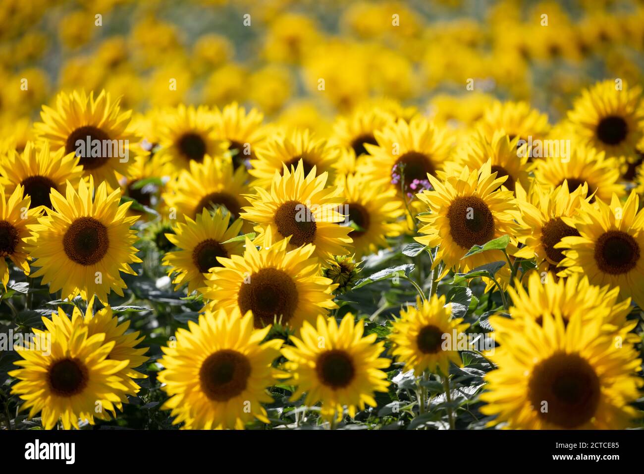 Campo pieno di girasoli gialli, Newbury, West Berkshire, Inghilterra, Regno Unito, Europa Foto Stock