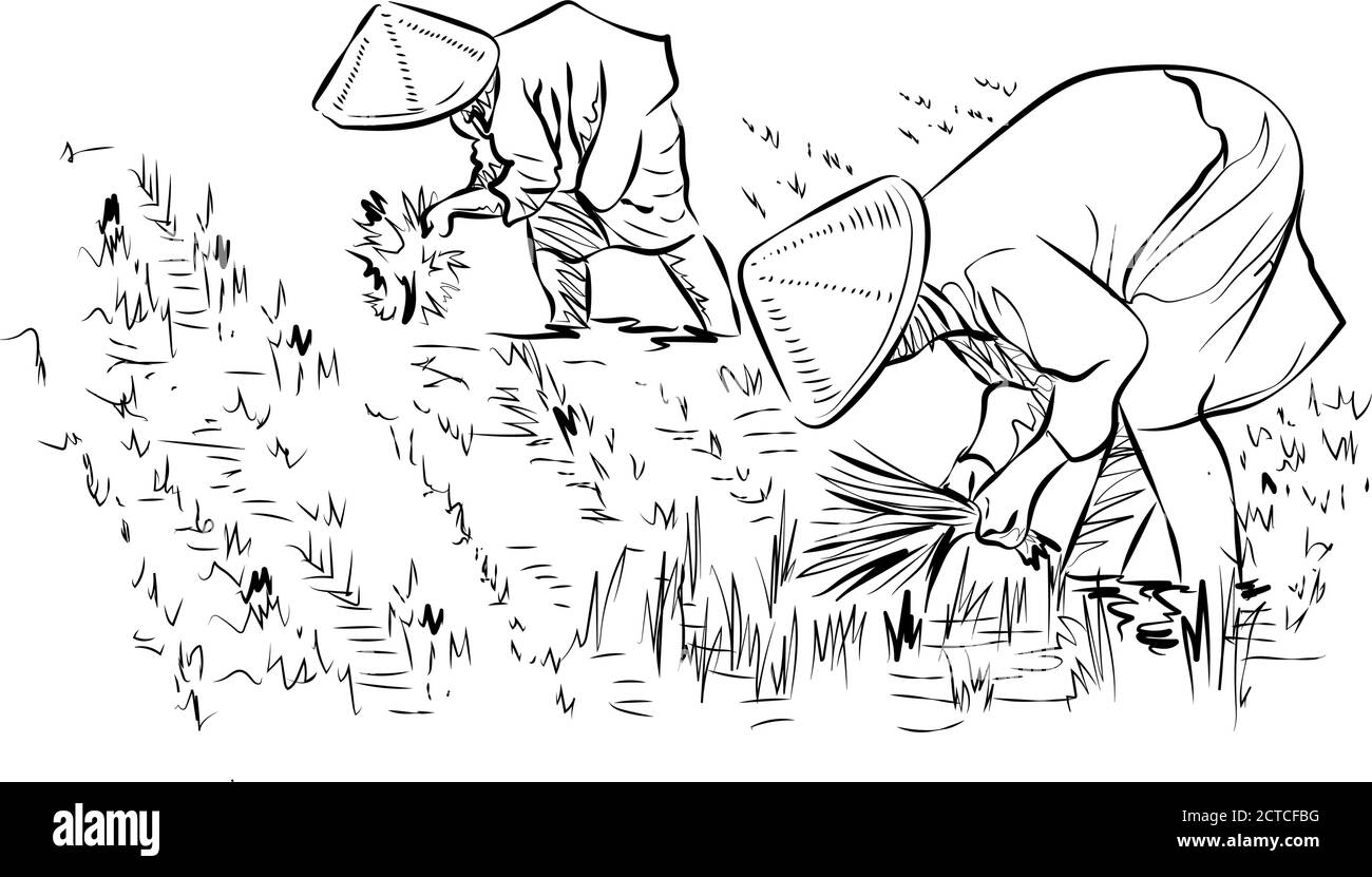 I contadini vietnamiti piantano riso. Gli agricoltori lavorano in campi di riso, disegno vettoriale di linee, lavoratori in campi in cappelli asiatici Illustrazione Vettoriale