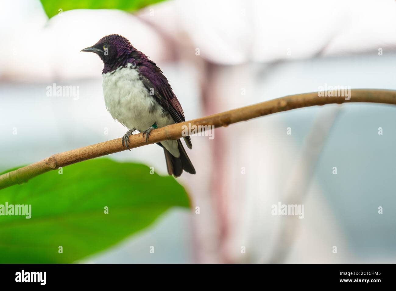 Lo Starling a sfondo violetto, Cinnyricinclusis leucogaster, noto anche come ametista o ametista ambrata color prugna Foto Stock