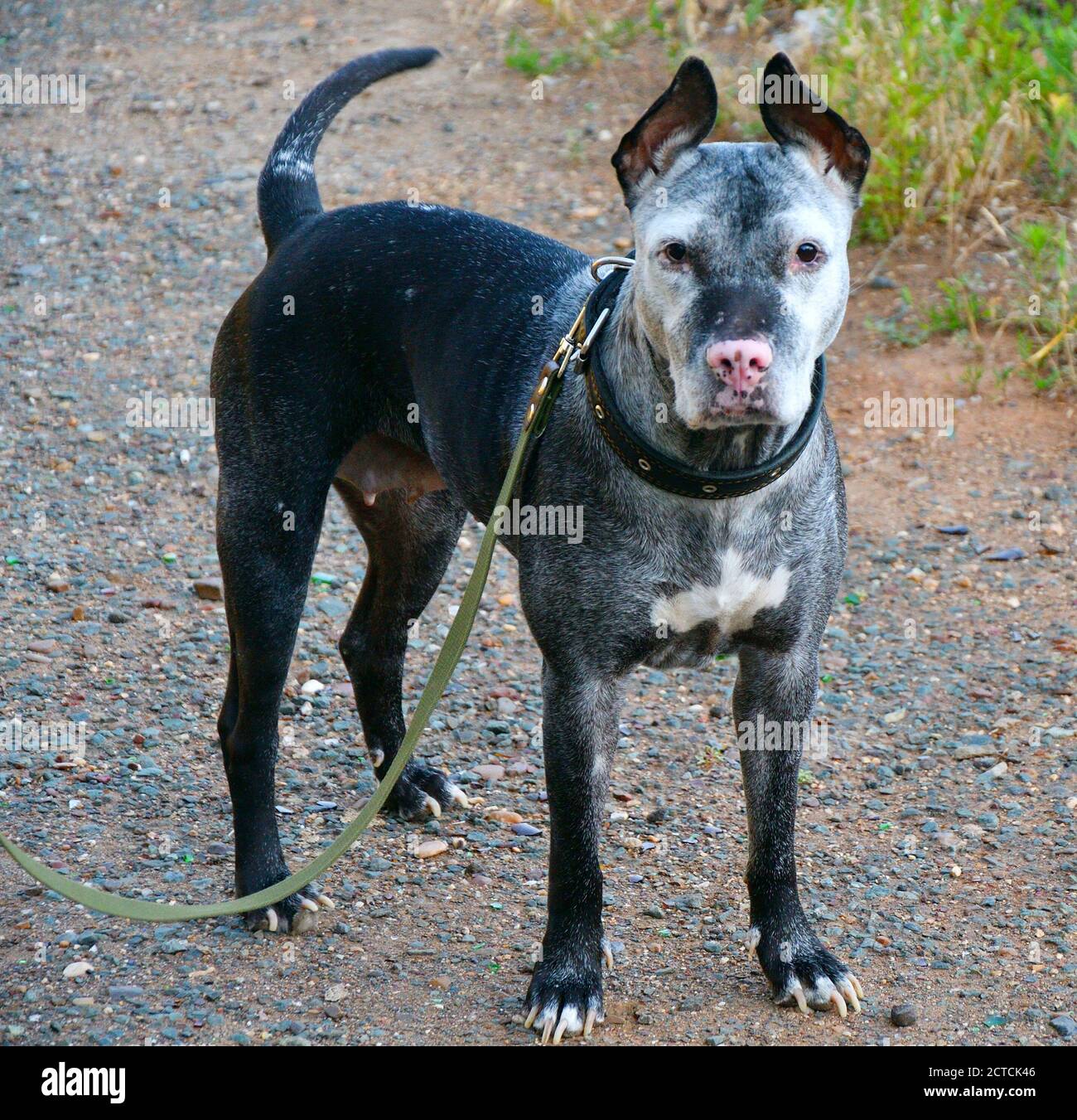 American pit bull terrier, abbreviato pit bull su una passeggiata in estate mattina Foto Stock