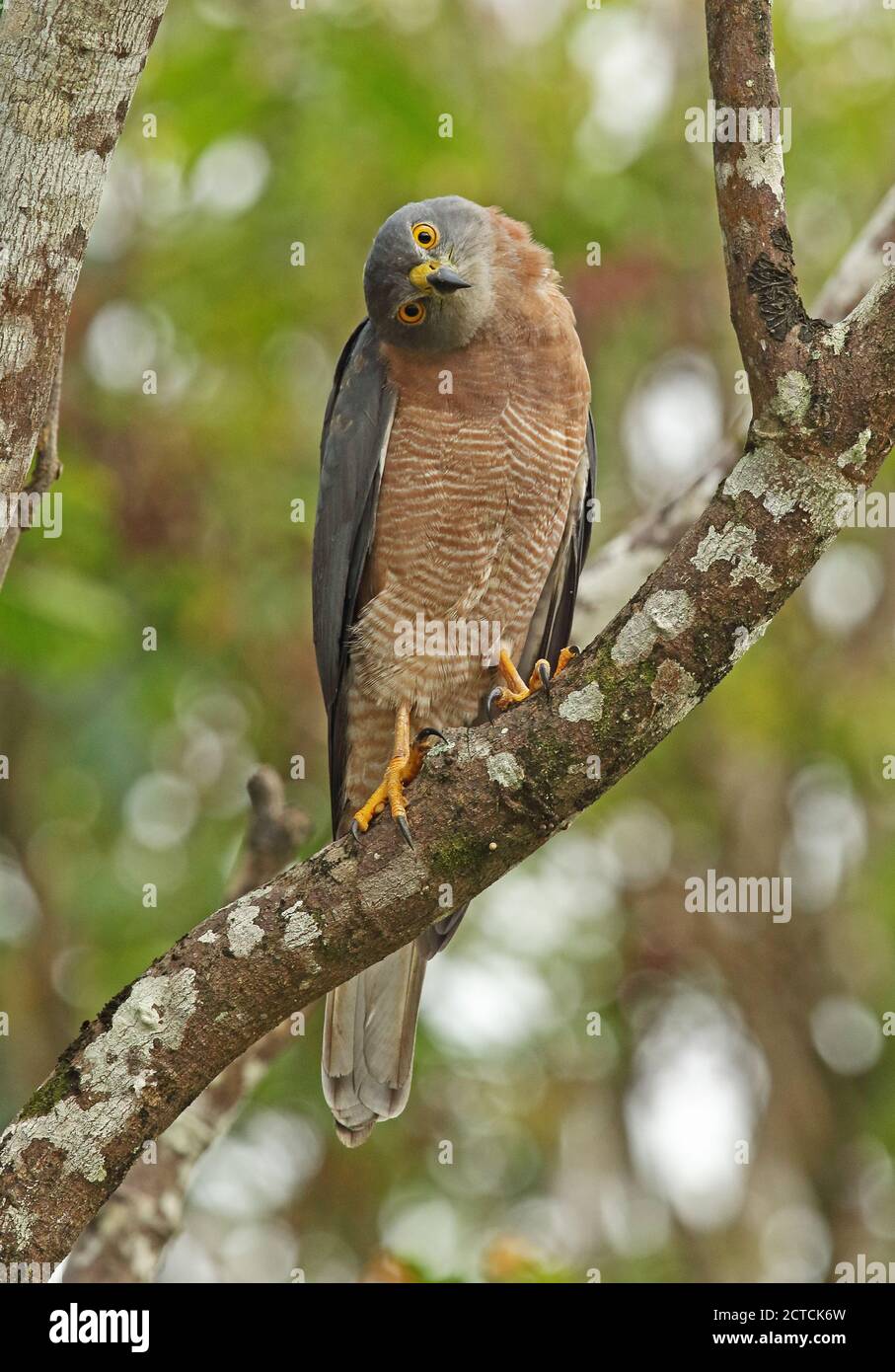 Christmas Island Goshawk (Accipiter fascciatus natalis) adulto arroccato sul ramo con testa a lato Christmas Island, Australia Luglio Foto Stock