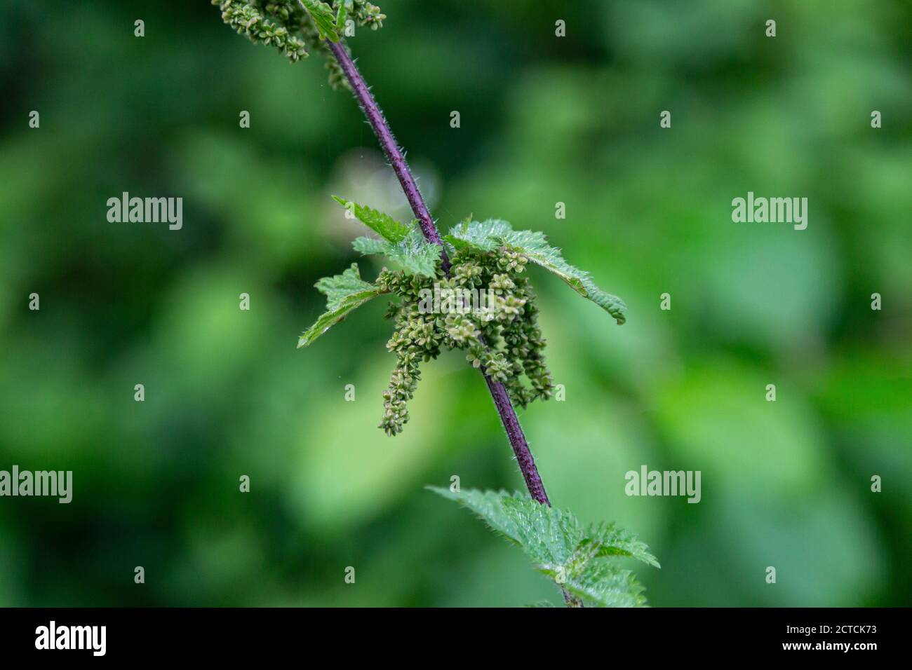 Un primo piano di semi su una pianta di ortica pungente, con una profondità poco profonda di campo Foto Stock