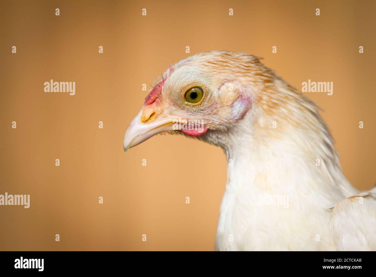 Ritratto di una giovane gallina di pollo di Dwarf Bantam Foto Stock