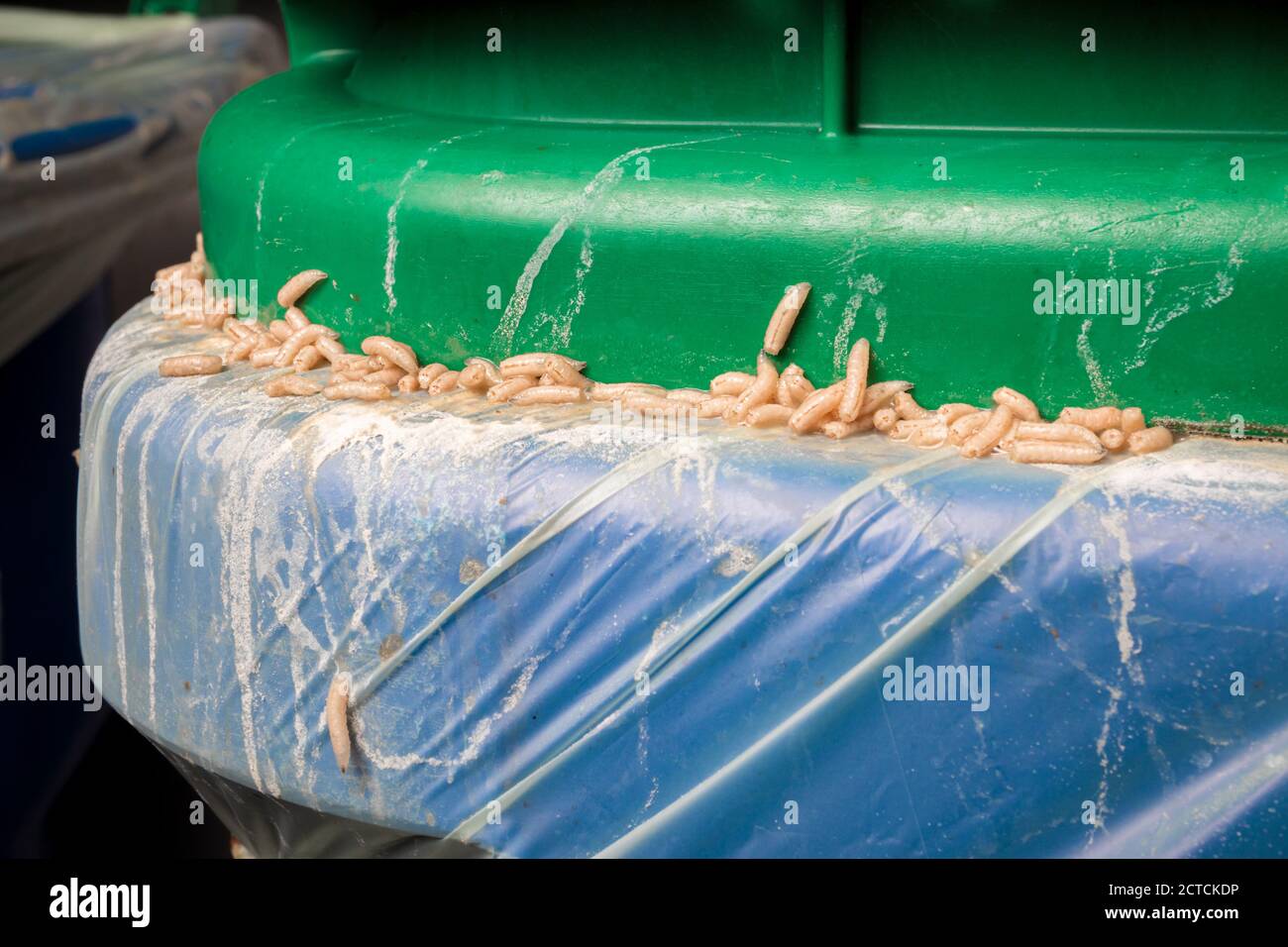 Infestazione di maggots in contenitore di sostanze organiche, bidone verde o composto. Festa maggot su avanzi. Molte larve di mosca attaccate fra il sacchetto, il bidone e il coperchio. Garbag Foto Stock