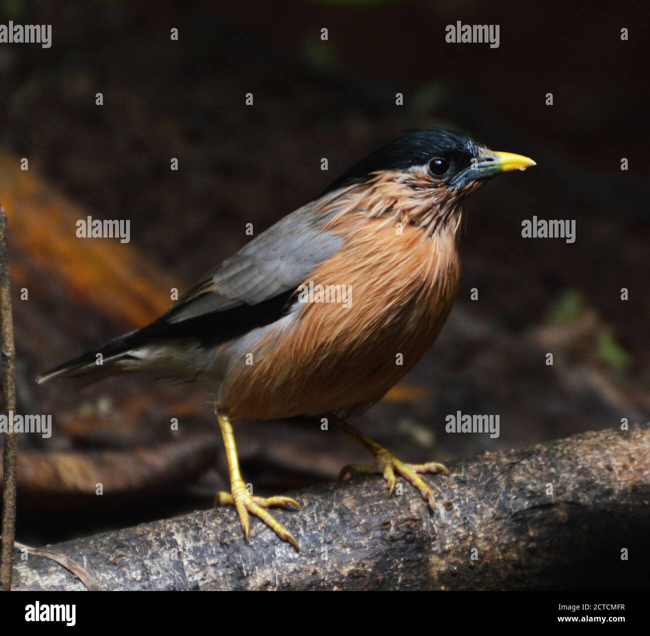 Brahminy starling(myna)--UN brahminy starling è un piccolo uccello fawn-colorato con una lunga cresta nera che si trova sopra la parte posteriore della relativa testa. Foto Stock