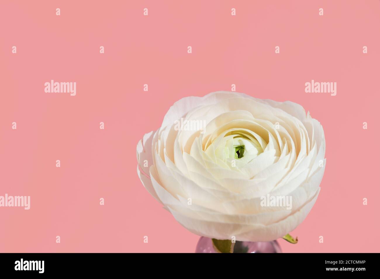 Fiori bianchi e petali di ranuncolo in vaso di vetro su sfondo rosa con luce dura. Primavera, estate, fioritura Foto Stock