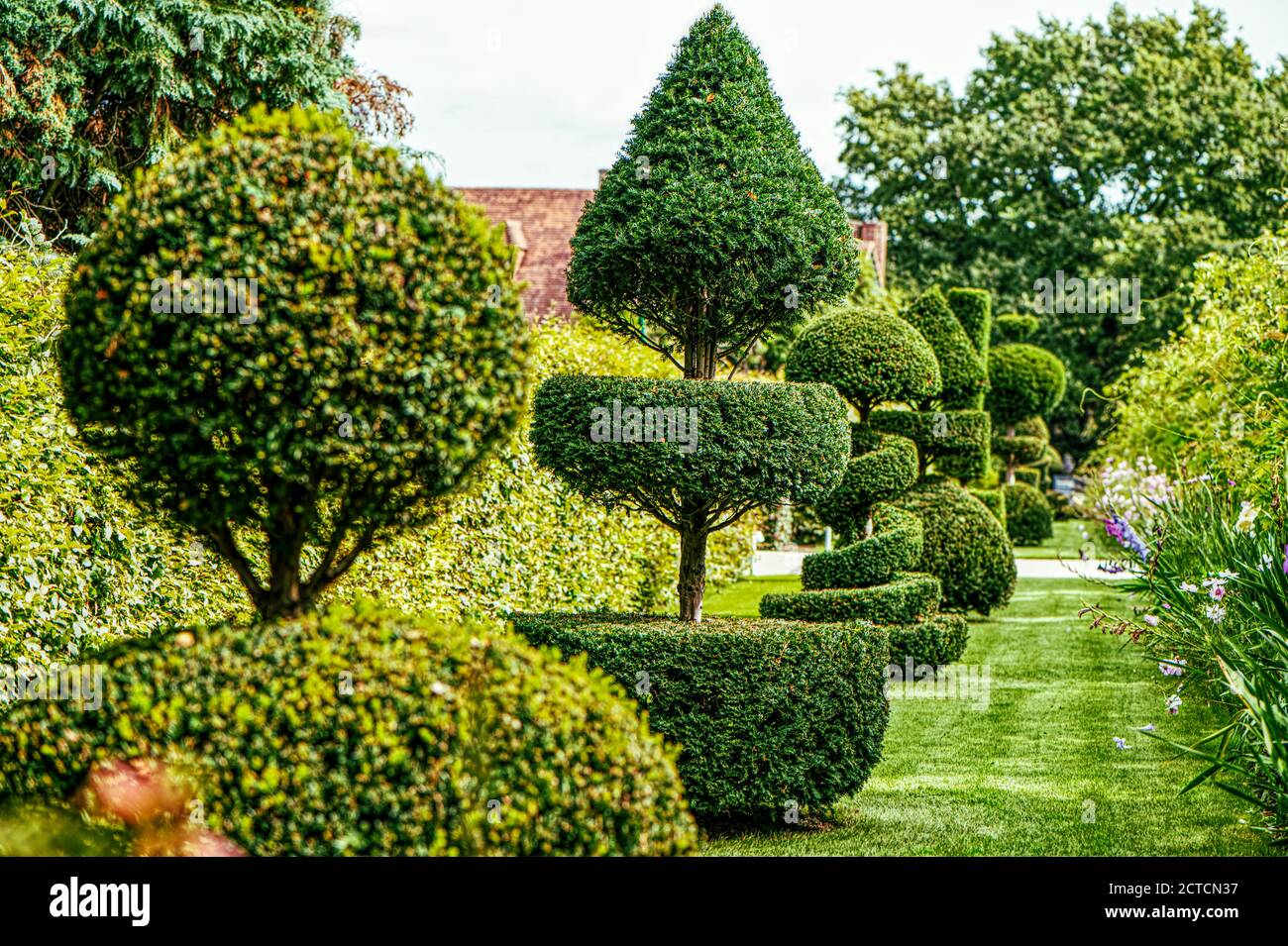 Alberi topiari, addestrati e modellati, Royal Horticulural Gerdens, Wisley, UK Foto Stock
