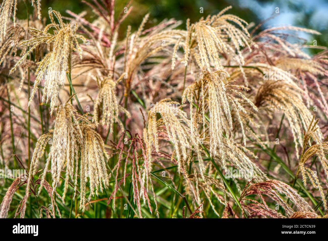 Erba d'argento cinese, Miscanthus sinensis "Kaskade", RHS Gardens, Wisley, Regno Unito Foto Stock