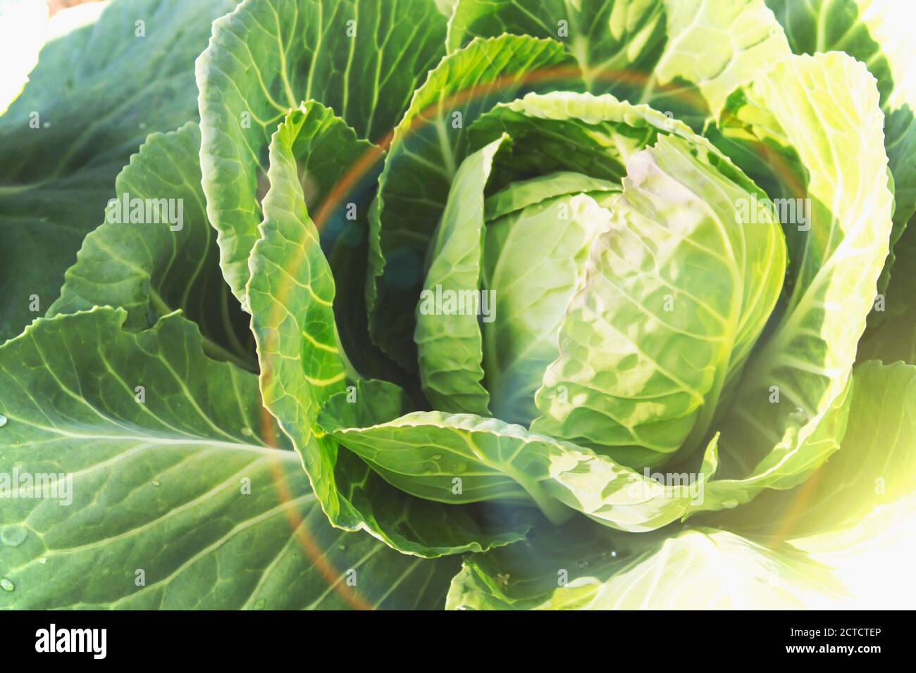 Capo verde fresco di cavolo nel giardino Foto Stock