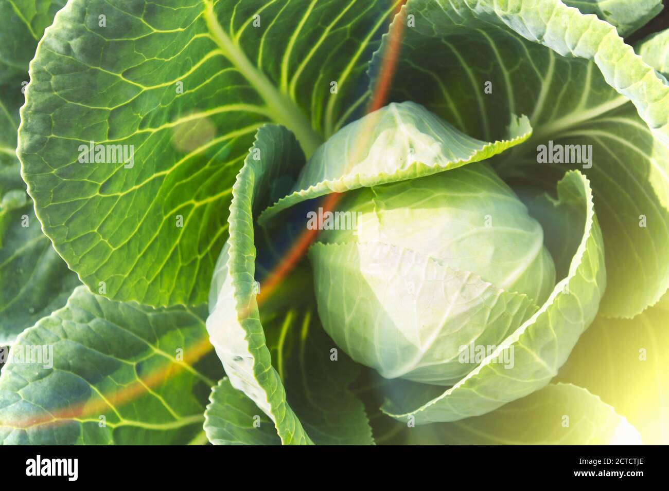 Capo verde fresco di cavolo nel giardino Foto Stock