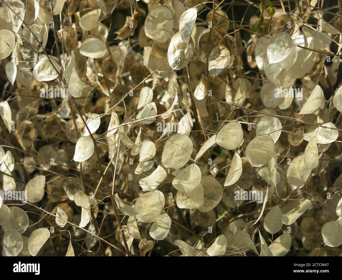 Foto astratta delle teste di semina rotonde piatte di onestà, lunaria annua, che assomigliano a monete di papà traslucide nella luce del sole d'autunno. Foto Stock