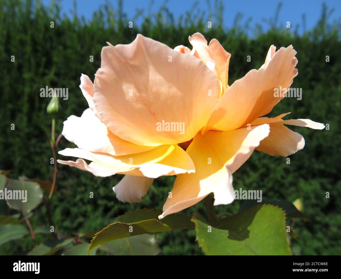 Una volta la rosa preferita al mondo, 'Just Joey' rimane una popolare varietà di tè ibrido con i suoi petali color albicocca pesca e fragranza dolce. Foto Stock