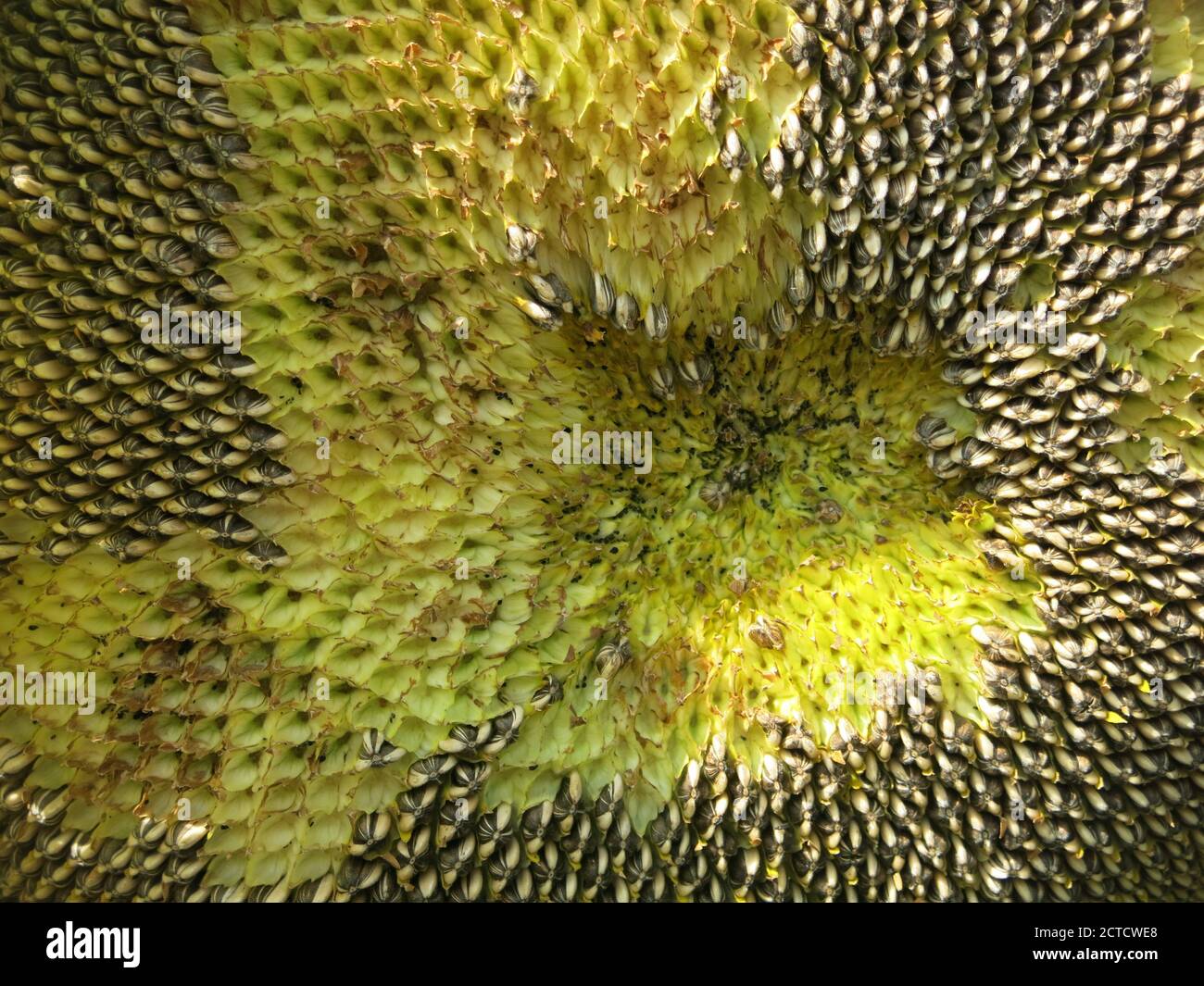 Primo piano del disco centrale di un girasole maturato, helianthus, dove alcuni dei semi sono stati rimossi e altri sono ancora in posizione. Foto Stock