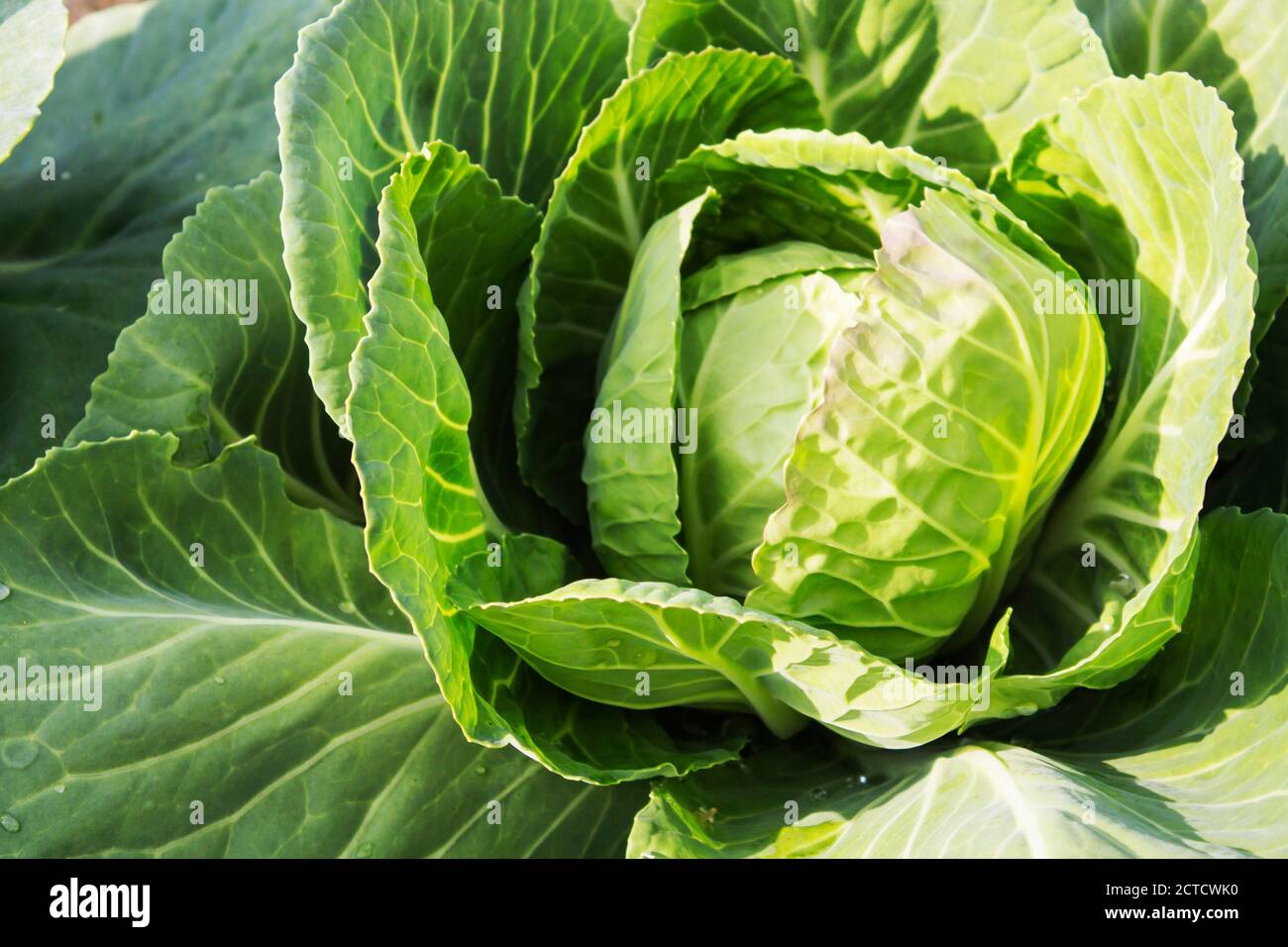 Capo verde fresco di cavolo nel giardino Foto Stock