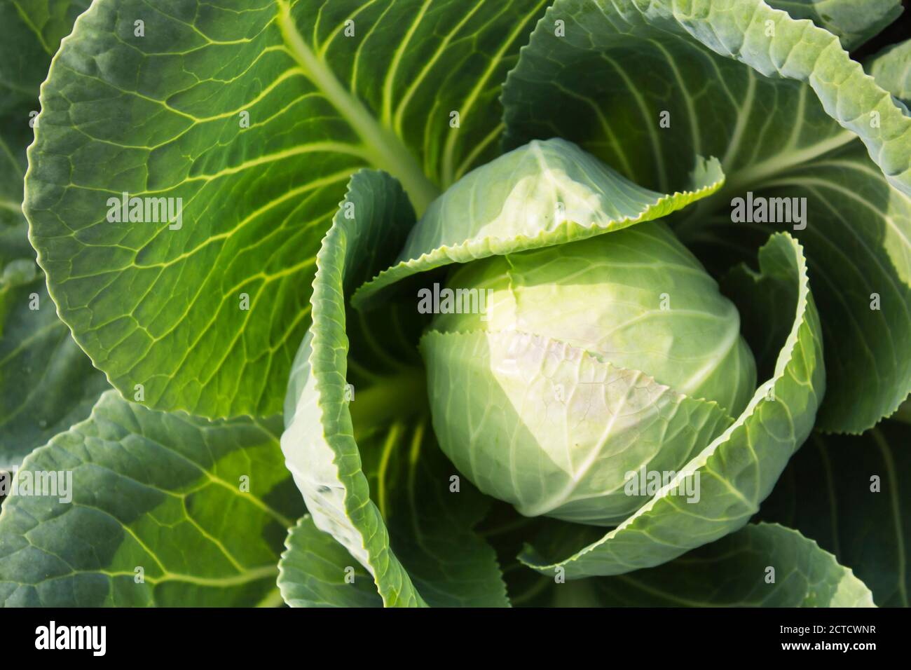 Capo verde fresco di cavolo nel giardino Foto Stock