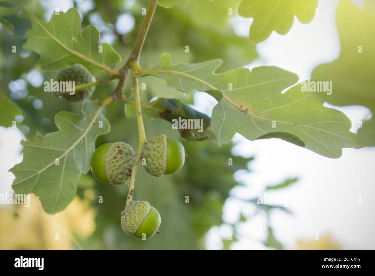 Ghiande mature su un albero di quercia Foto Stock