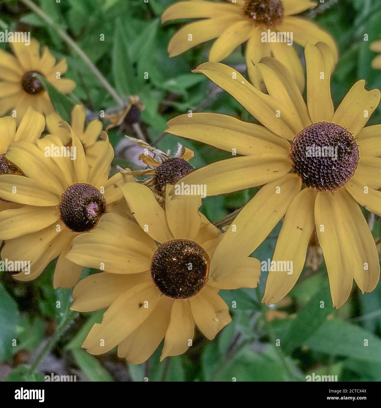 Angelita Daisy in fiore Foto Stock