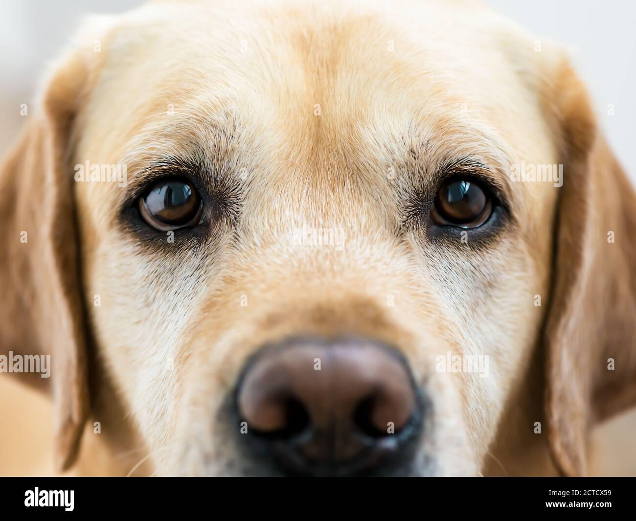 Labrador cane occhi. Primo piano. Macro. Amicizia Foto Stock