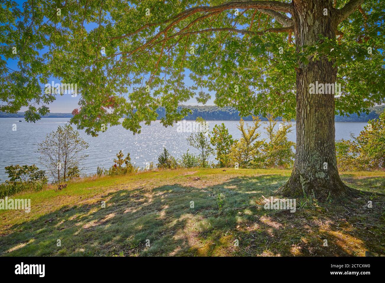 Veew del lago del Kentucky forma sotto un grande albero di quercia. Foto Stock