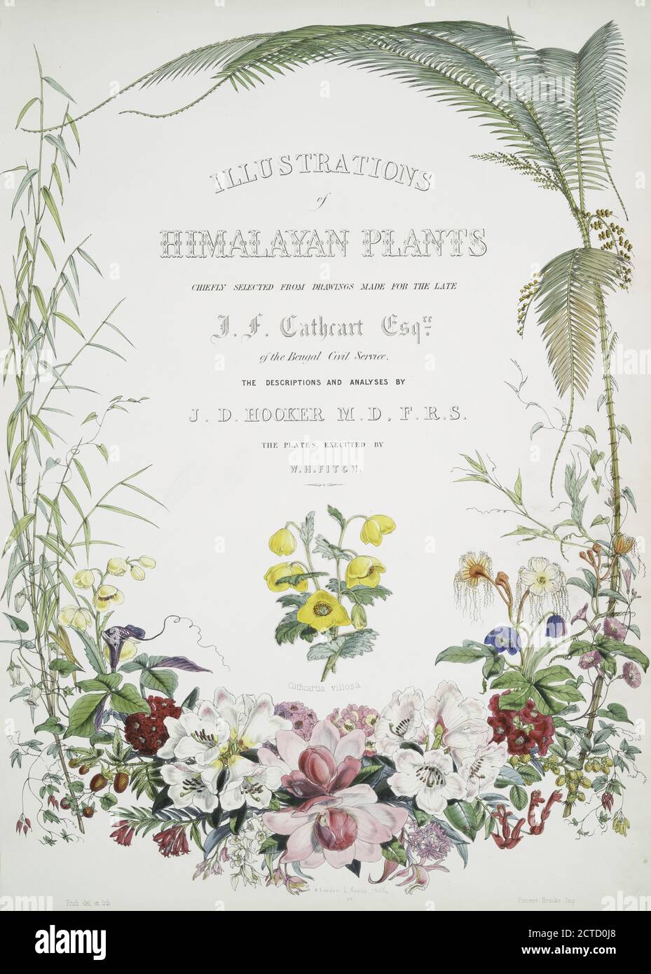 Illustrazioni di piante himalayane. Pagina del titolo., immagine fissa, 1855, Fitch, W. H. (Walter Hood) (1817-1892), Hooker, Joseph Dalton, Sir (1817-1911 Foto Stock