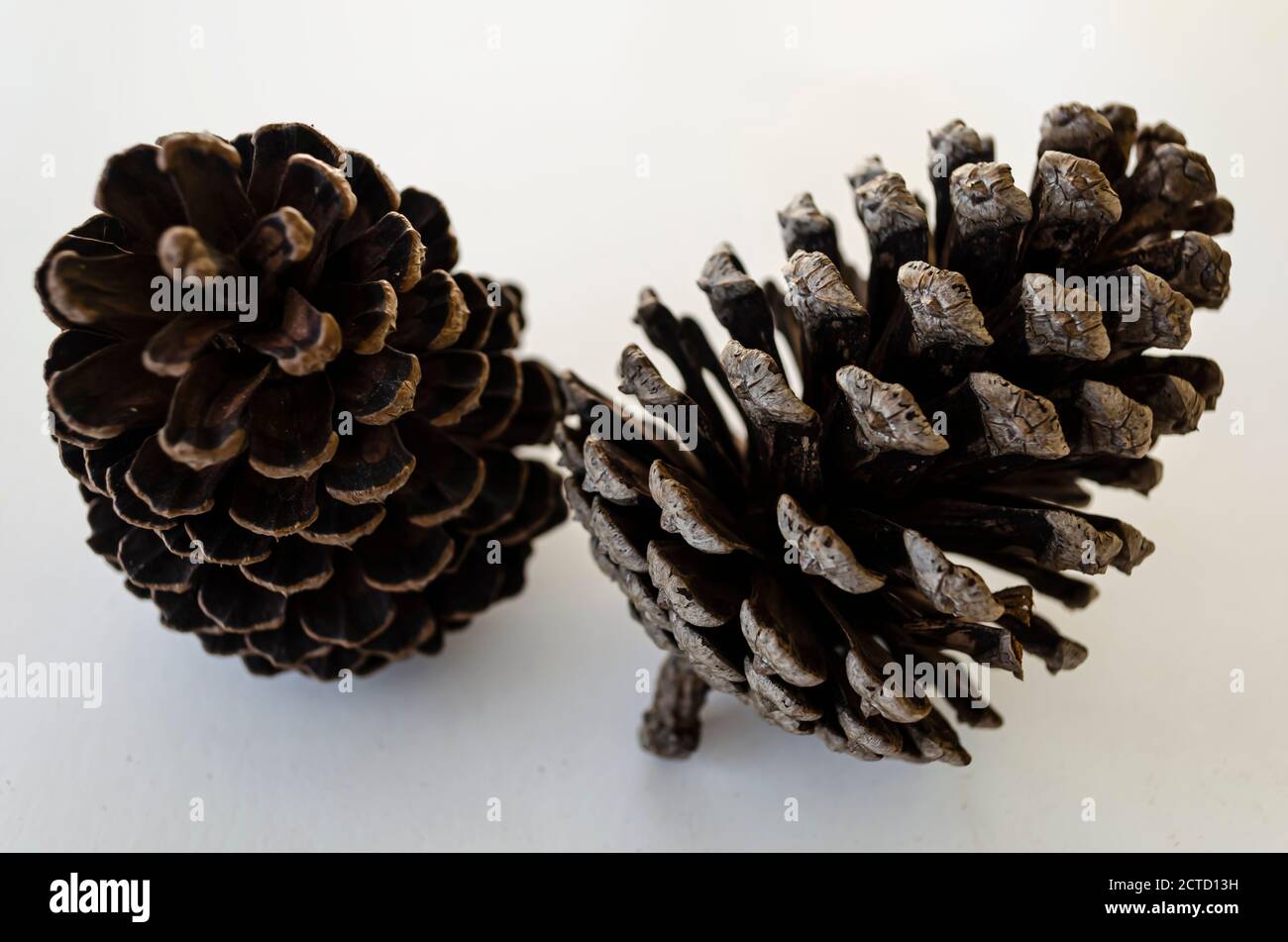 Due coni di conifere Foto Stock