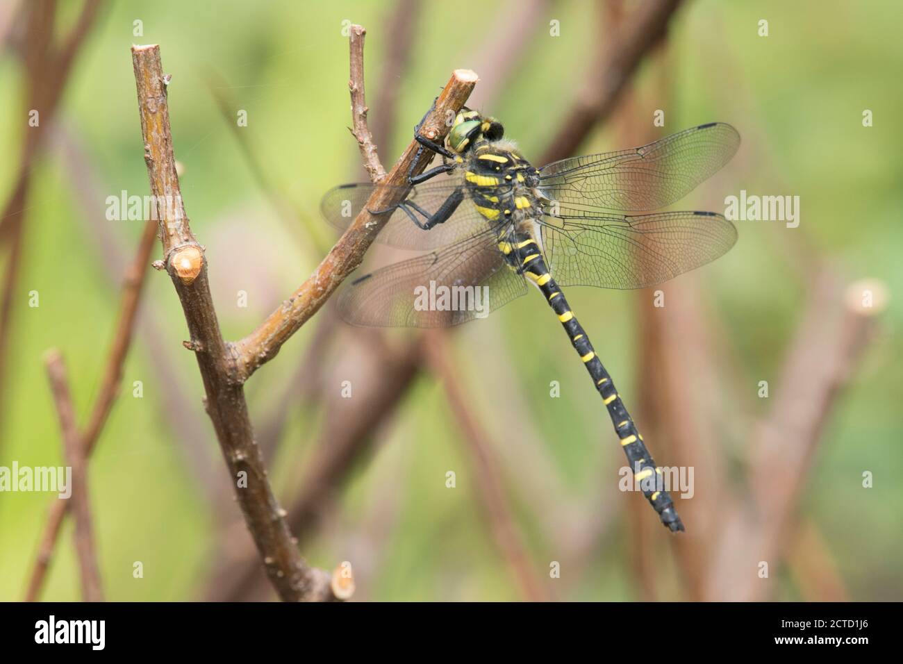 Dragonfly con anello d'oro, Cordulegaster boltonii, Sussex, Regno Unito, luglio Foto Stock