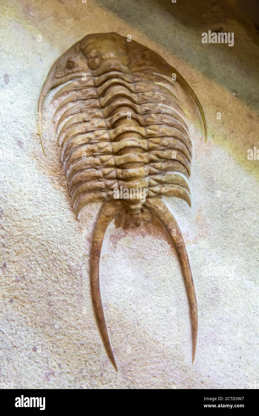 Fossile della trilobite (Paraceraurus exsul). Le trilobiti sono un gruppo di aracnomorfi marini estinti. Foto Stock