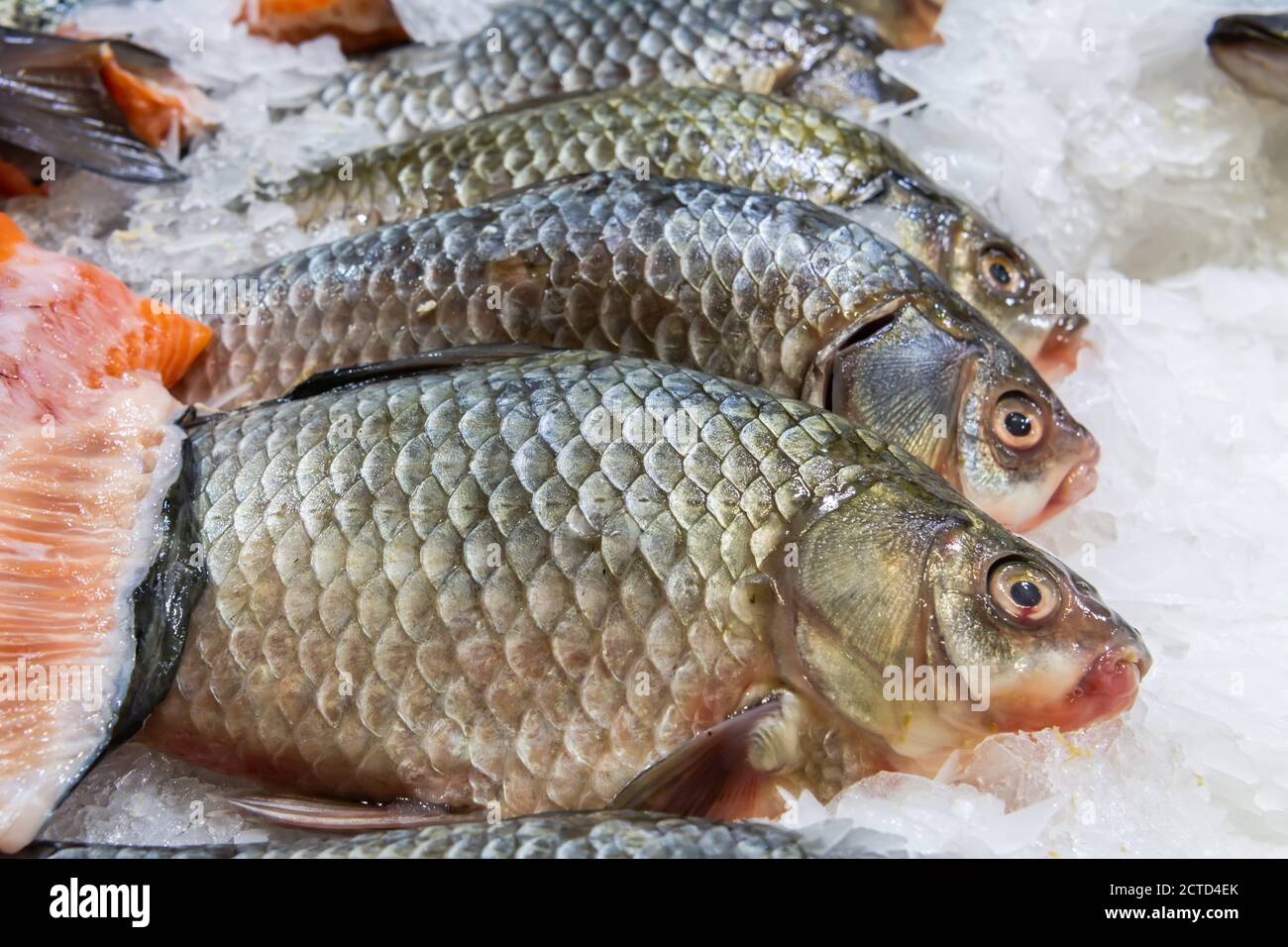 Orata a testa dorata sul letto di ghiaccio nelle bancarelle del mercato. Foto Stock