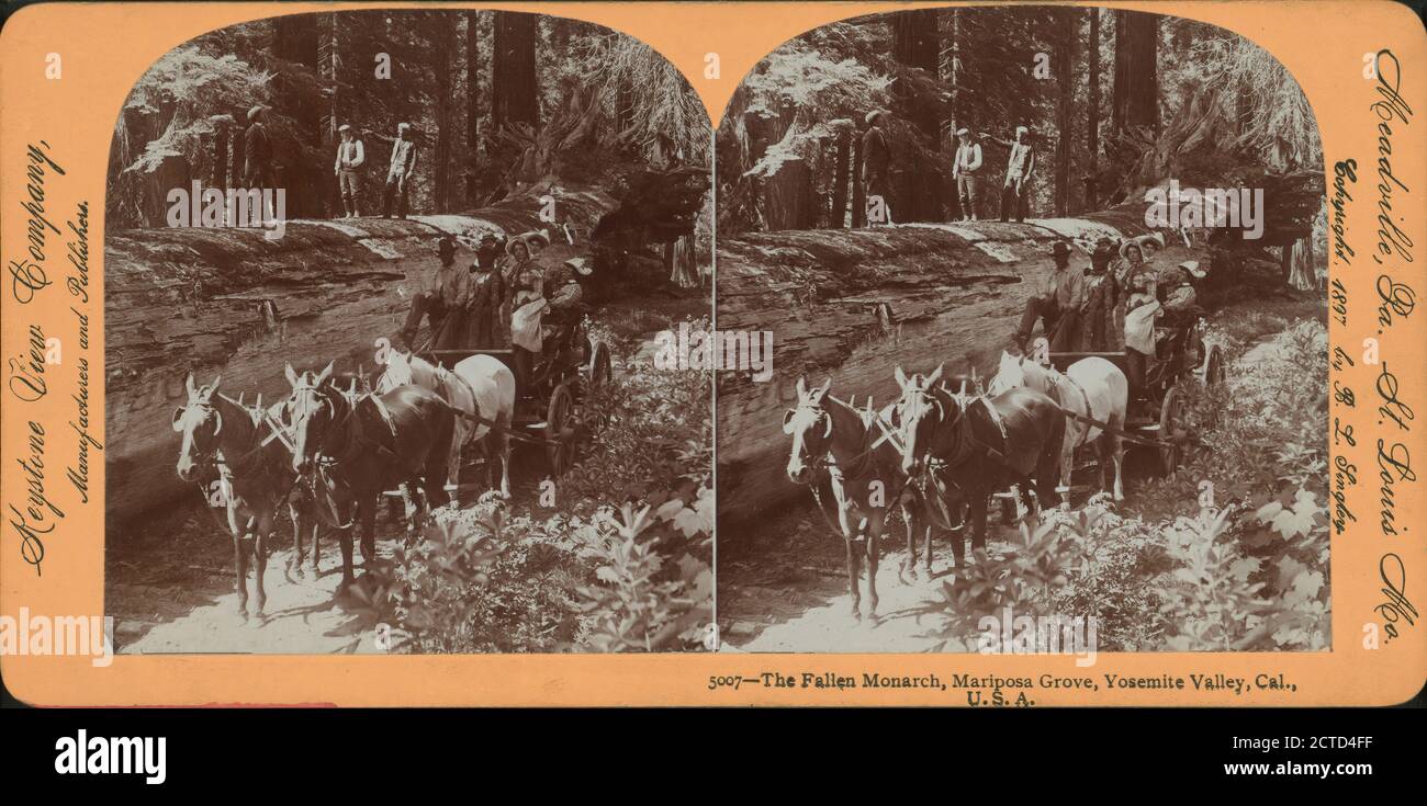 The Fallen Monarch, Mariposa Grove, Yosemite Valley, Cal., U. S. A.., Still Image, Stereographs, 1850 - 1930, Singley, B. L. (Benjamin Lloyd Foto Stock