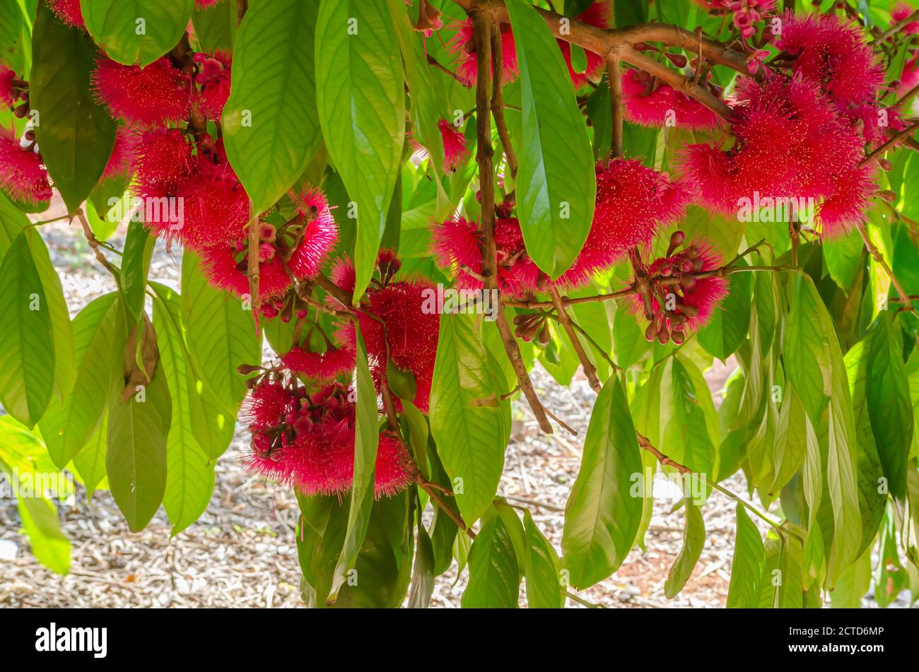 Fiore di Otaheite su albero Foto Stock