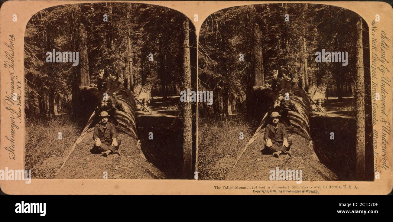 Il Monarca caduto (24 piedi di diametro), Mariposa Grove, California, U. S. A., immagine fissa, Stereographs, 1850 - 1930 Foto Stock