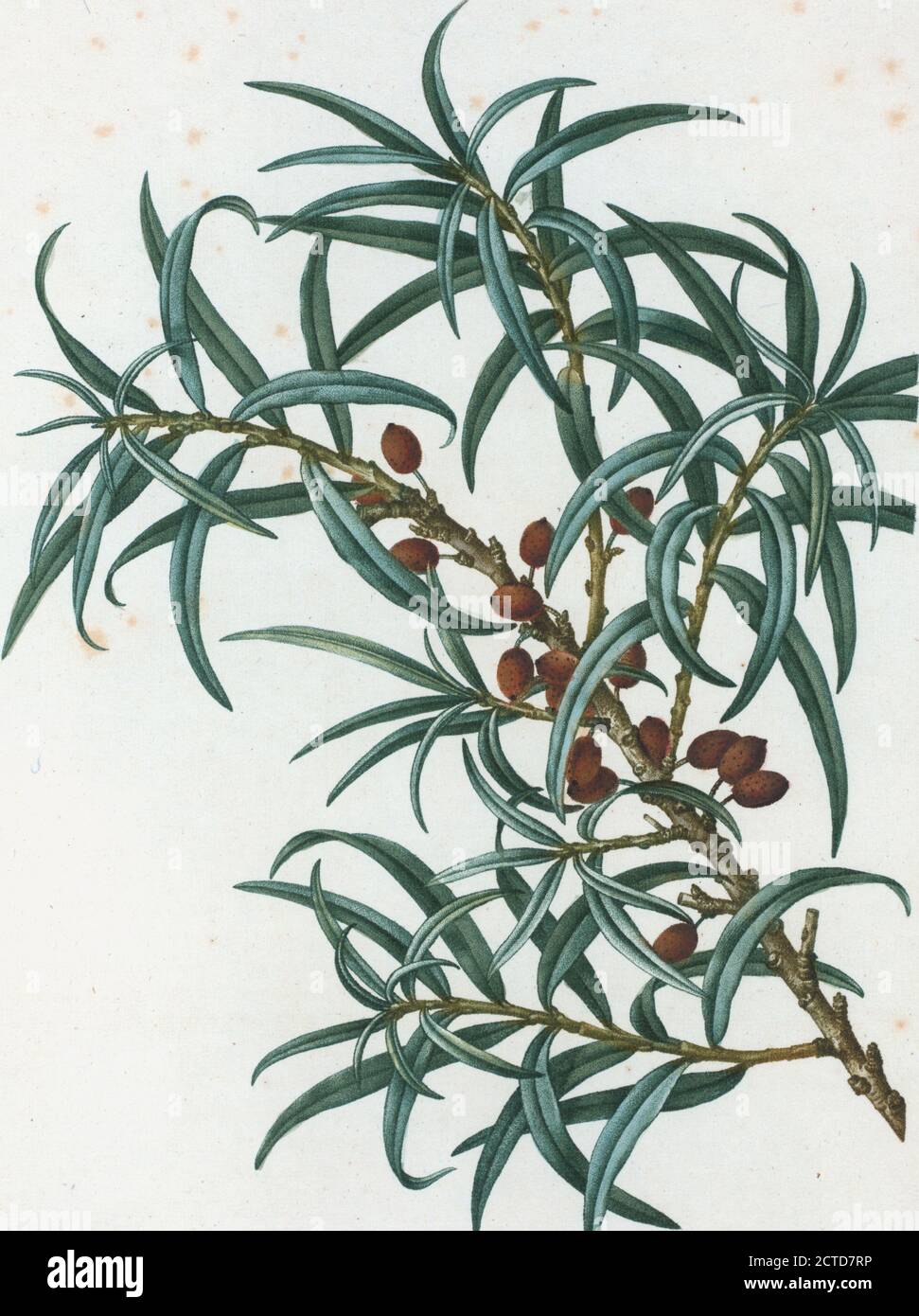 Hippophaë rhamnoïdes = Arcoussier faux-nerprun. Sea-Buckthorn, still image, Prints, 1801 - 1819, Duhamel du Monceau, M., 1700-1782, Redouté, Pierre Joseph, 1759-1840 Foto Stock