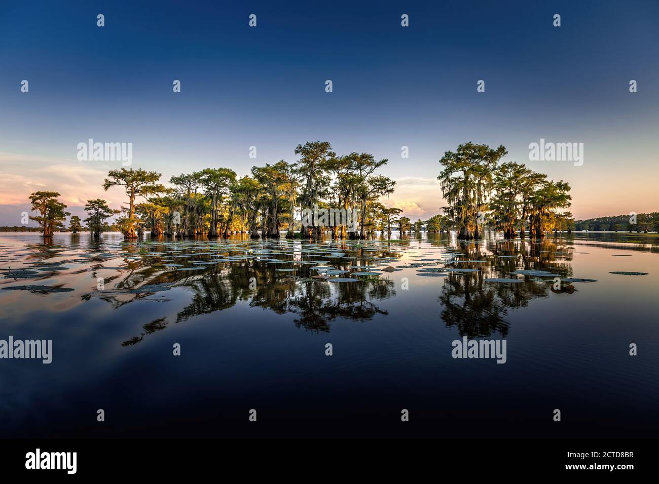 Un'antica fuga con cipressi nella palude del Caddo Lake state Park, Texas Foto Stock