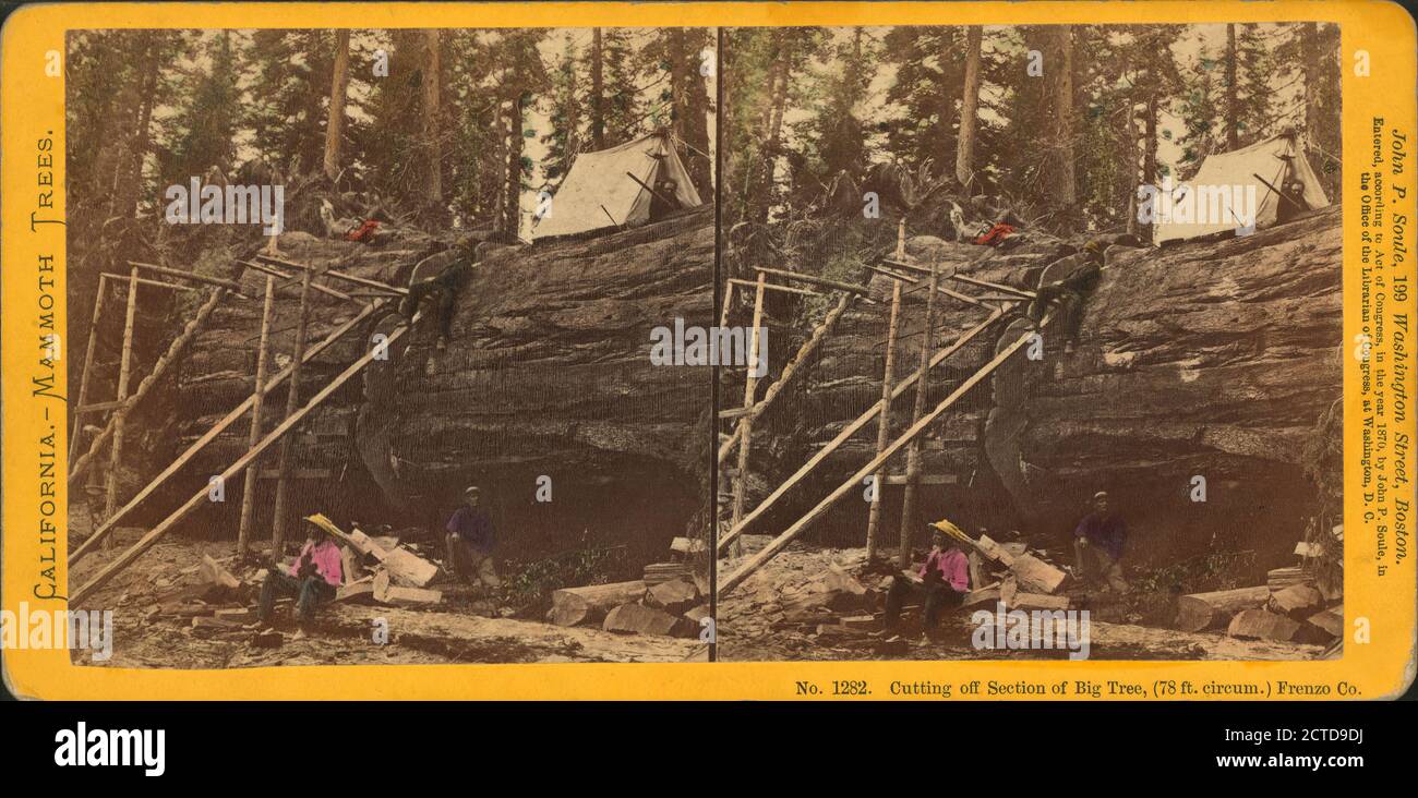 Taglio di sezione di grande albero, (circa 78 piedi) Frezno Sicco., still image, Stereographs, 1850 - 1930, Soule, John P. (1827-1904 Foto Stock