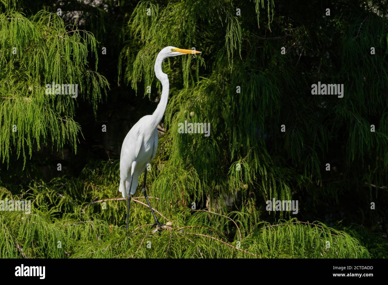 Profilo di un Grande Egret Bianco in piedi su un ramo in alto in un albero di cedro in una mattina soleggiata. Foto Stock