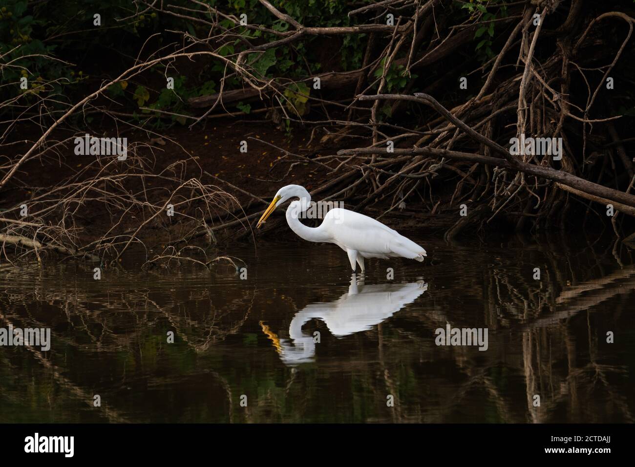 Un grande Egret bianco che pervade in acqua vicino ad una riva del lago coperta di rami e alberi con un piccolo pesce nel suo becco. Foto Stock