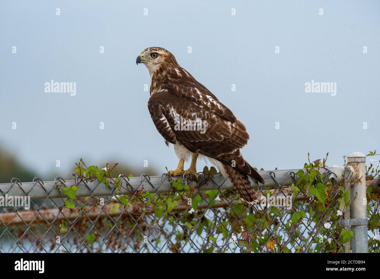 Vista Hawk dalla coda rossa da un po' dietro mentre si affaccia lateralmente dal suo perch su una recinzione di catena coperta da vite. Foto Stock