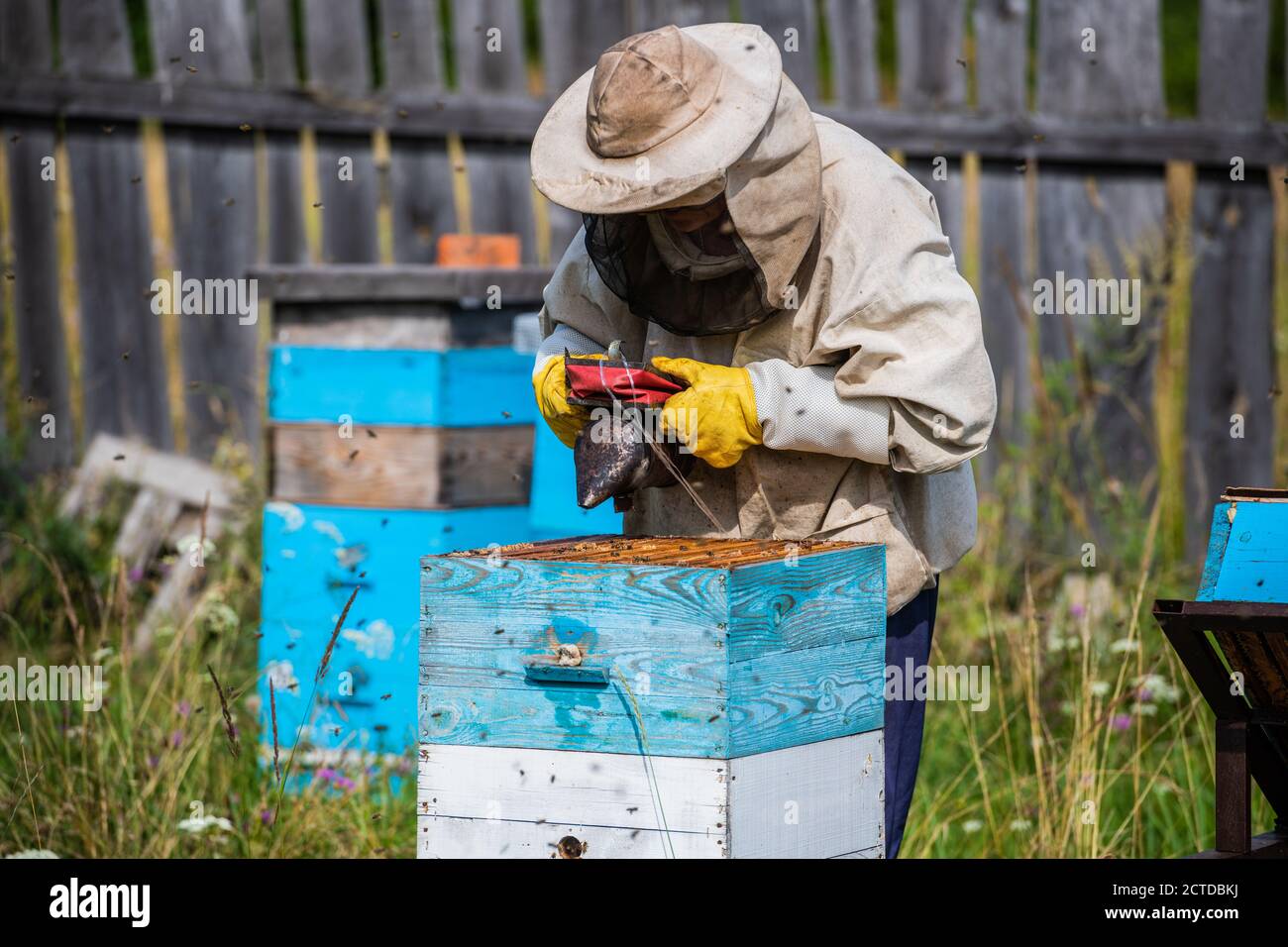 Attività di ecopicoltura e produzione di miele. Apicoltore fumigando api  con fumo per rimuovere favi dalle case apiarie. Processo di Beepeking Foto  stock - Alamy