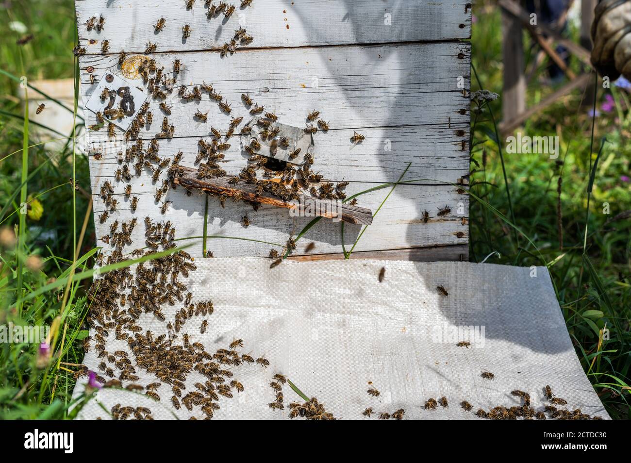 Primo piano dell'ape. Api all'alveare dell'ape. Sciame di api Foto Stock