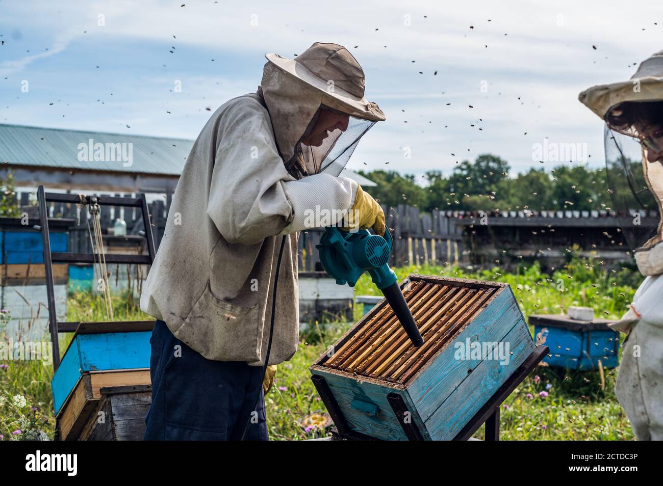 Un apicoltore sta usando un soffiatore, soffiando aria all'interno dell'alveare pieno di api mordibili di lavoro per estrarre il nido d'ape ed estrarre il miele. Foto Stock