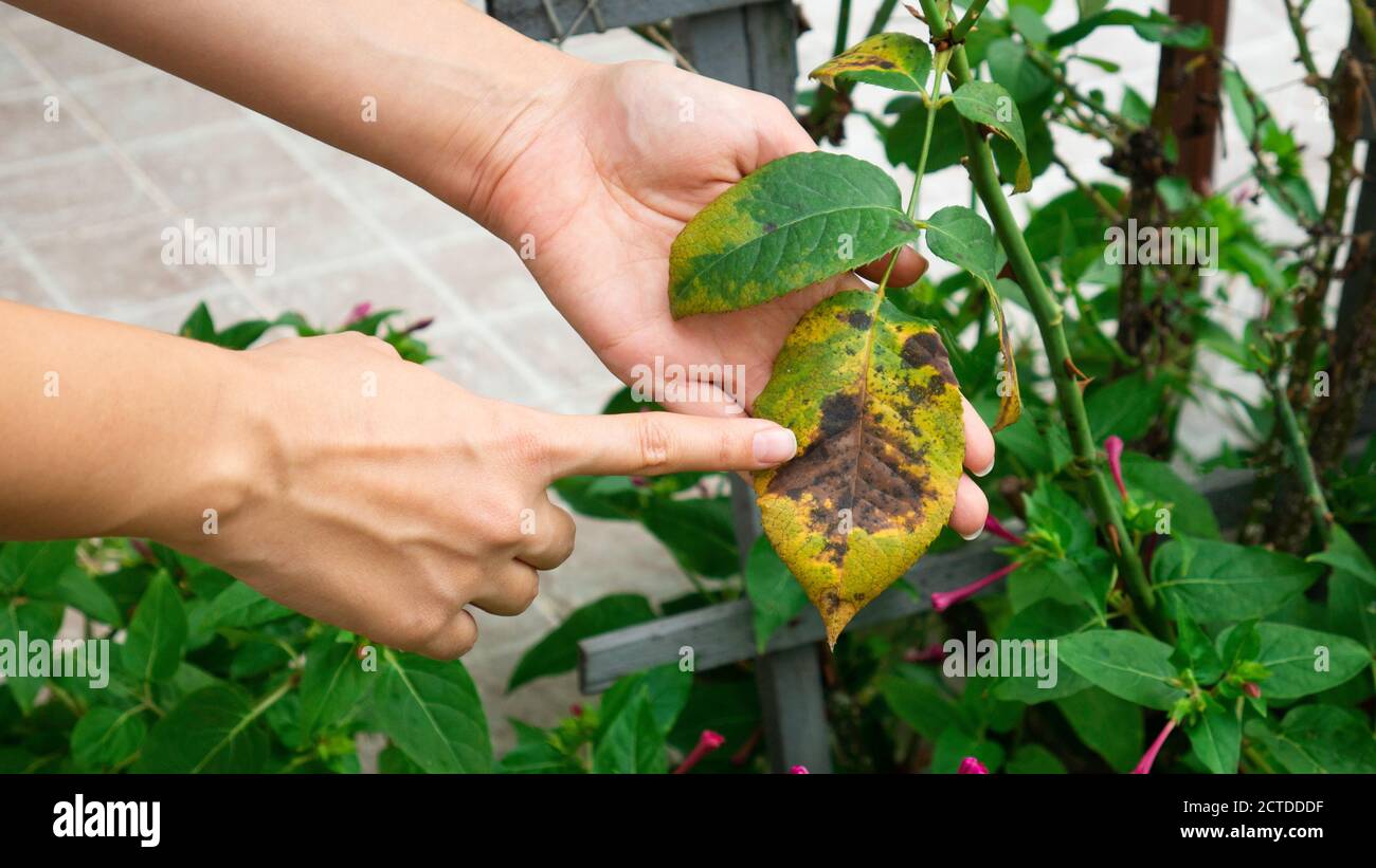 La mano di un giardiniere femminile tiene una foglia malata di una rosa. Malattia di pianta. Foto Stock