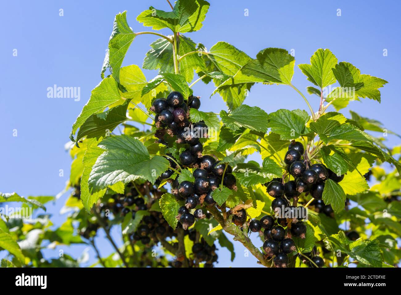 Ribes nero che cresce su un cespuglio di ribes nero. Suffolk, Inghilterra, Regno Unito. Foto Stock