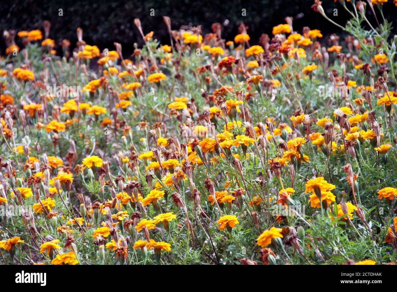 Fiori in fiore Foto Stock