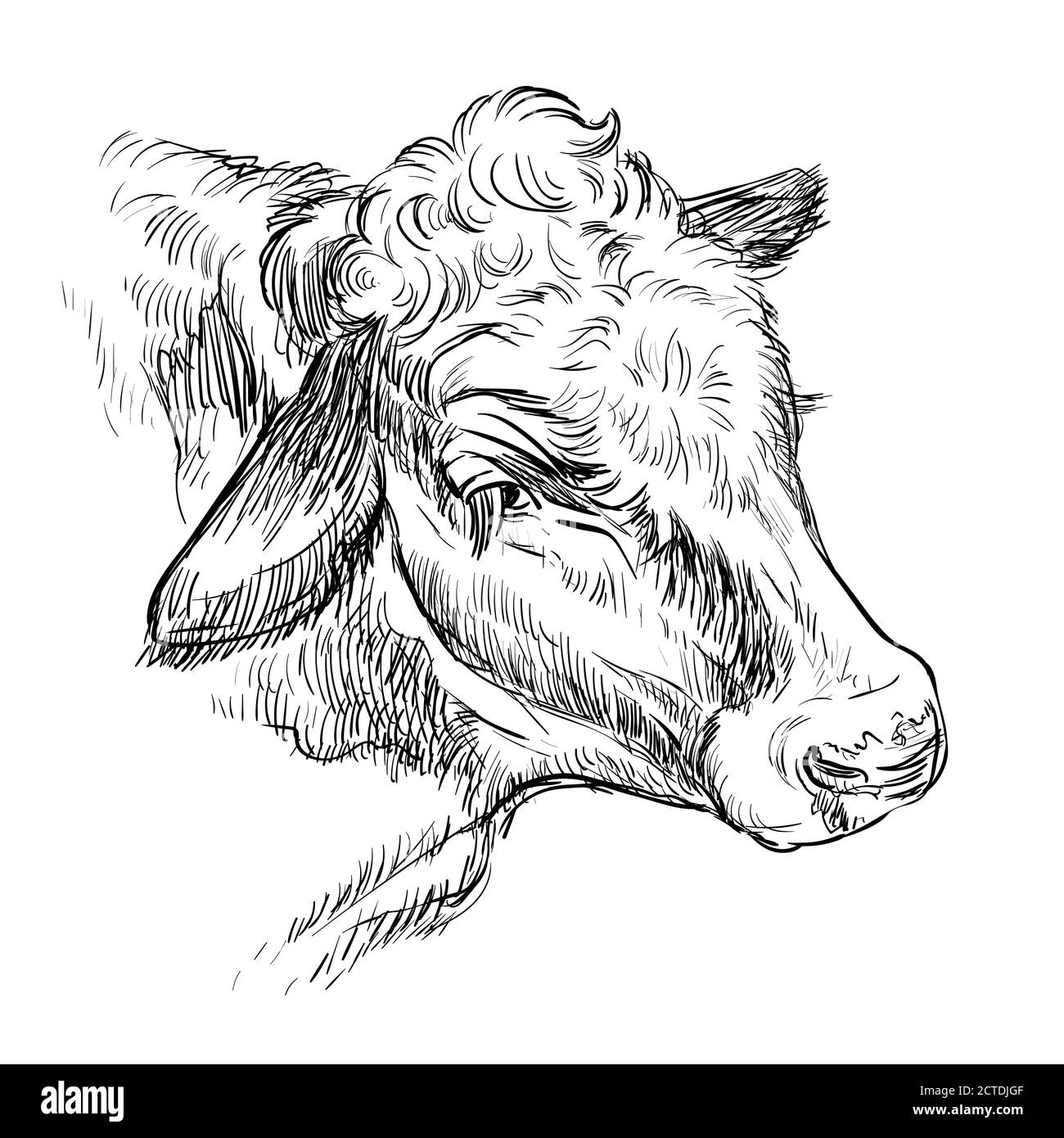 Ritratto monocromatico dello schizzo della mucca tipo illustrazione vettoriale disegnata a mano isolata su sfondo bianco. Illustrazione dello schizzo di incisione del toro per l'etichetta, p Illustrazione Vettoriale