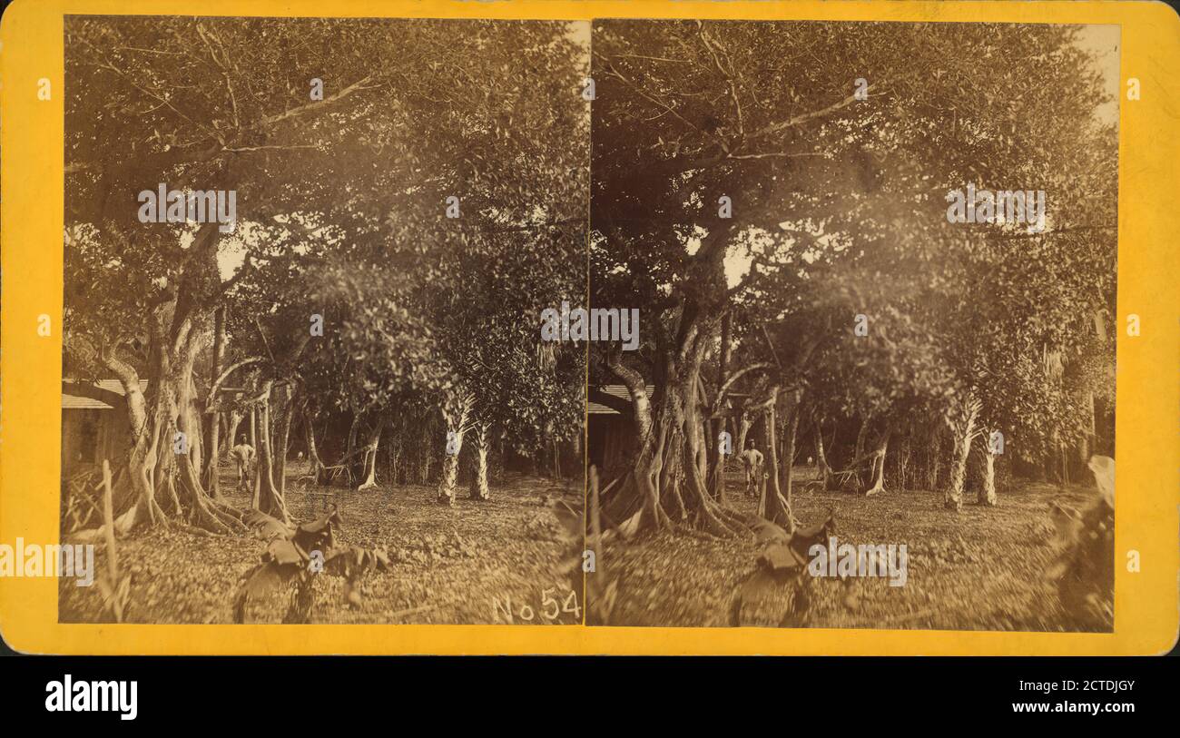 Figura selvaggia, immagine statica, Stereografi, 1850 - 1930 Foto Stock
