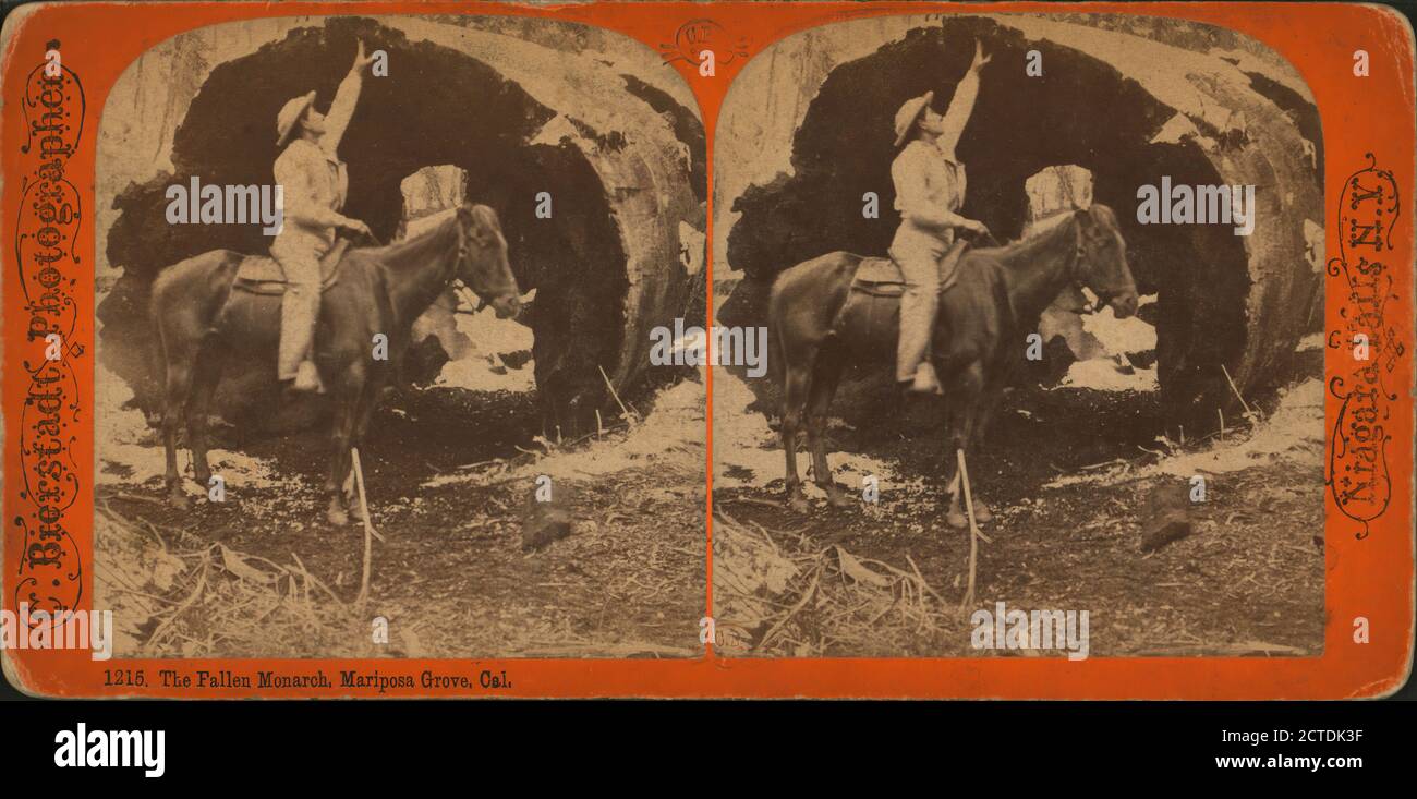 Il Monarca caduto, Mariposa Grove, Cal., immagine fissa, Stereographs, 1850 - 1930, Bierstadt, Charles (1819-1903 Foto Stock