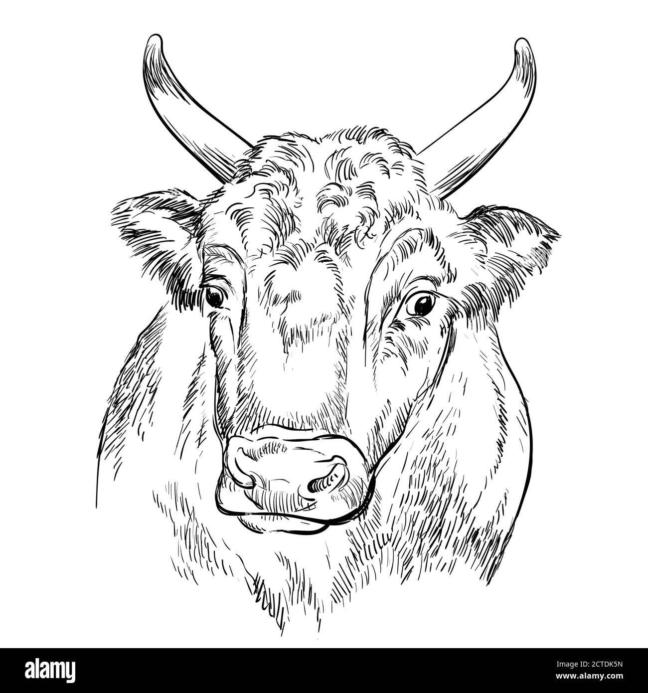 Monocromo strong cow head schizzo grafico vettoriale disegnato a mano isolato su sfondo bianco. Illustrazione dello schizzo di incisione del toro per etichetta, poster Illustrazione Vettoriale