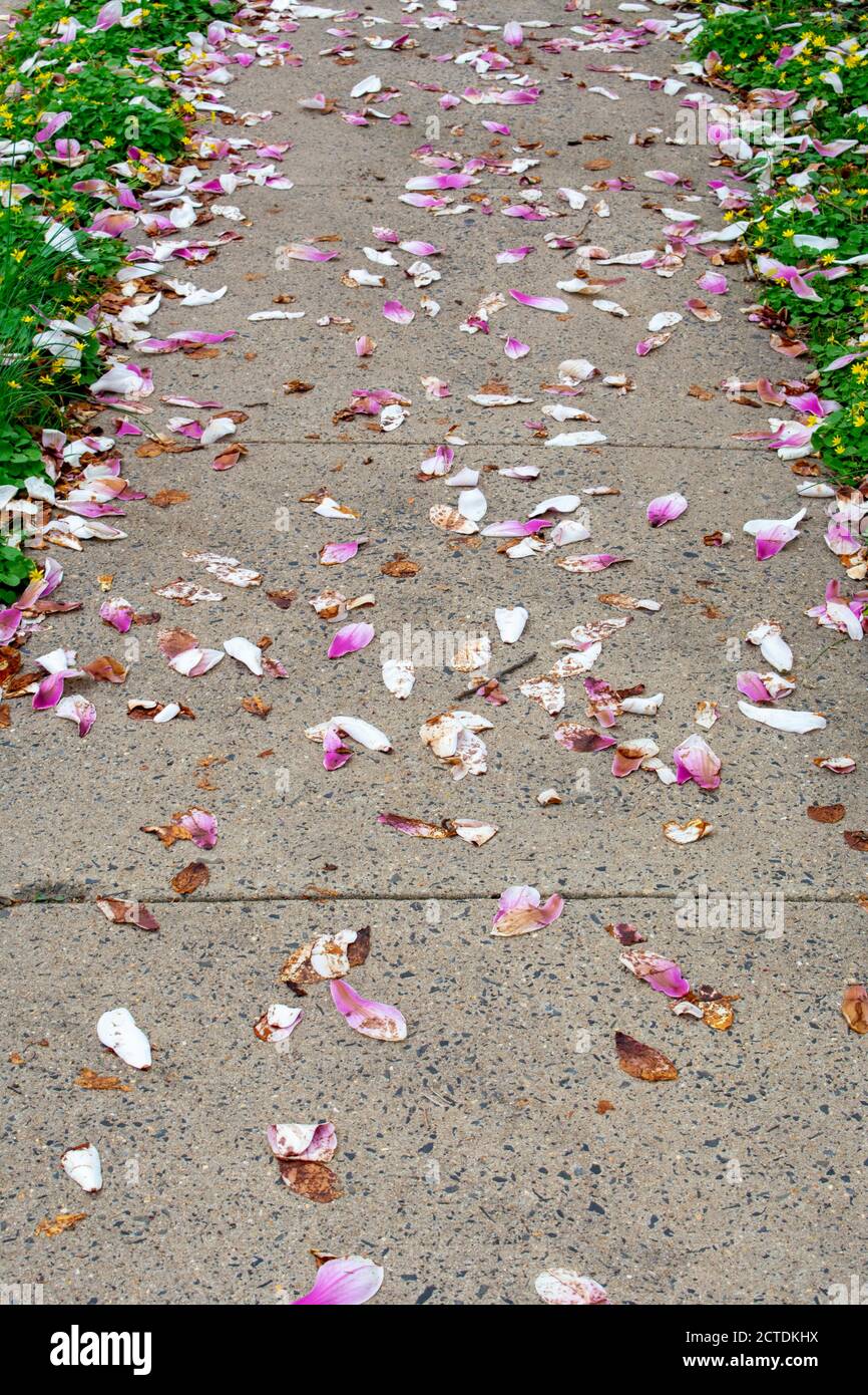 Un marciapiede coperto di piccoli petali rosa e bianchi durante La molla Foto Stock